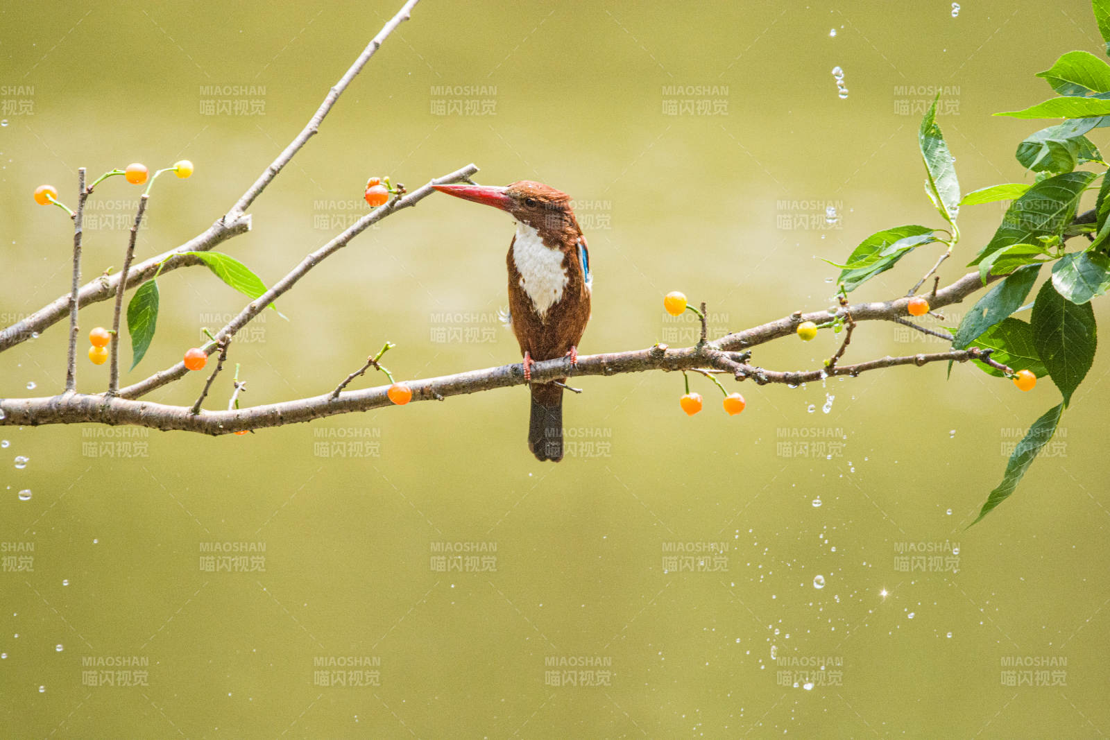 翠鸟栖息 雨中觅食图片