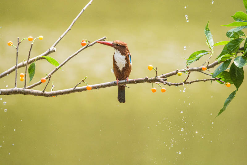 翠鸟栖息 雨中觅食图片