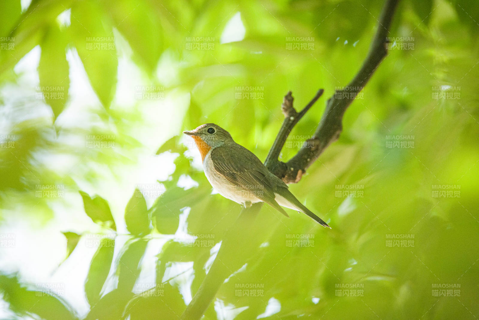 鸟儿在绿叶间歌唱图片