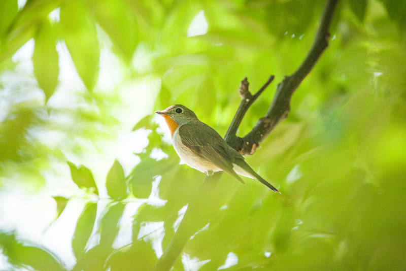 鸟儿在绿叶间歌唱图片