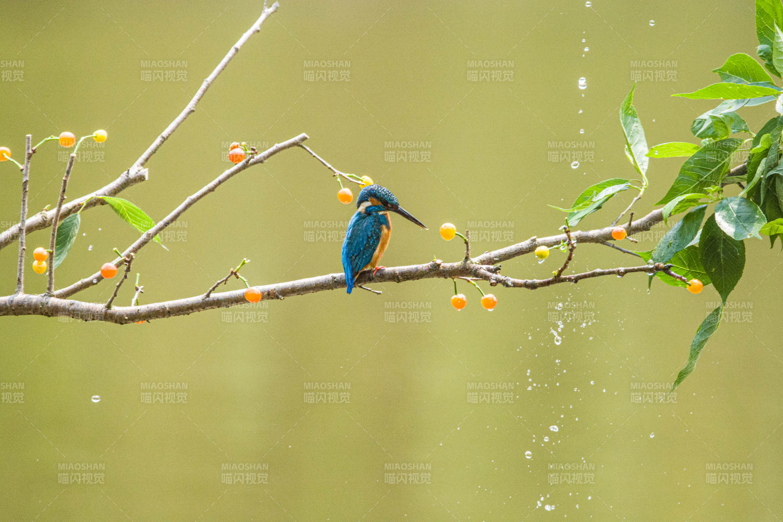 翠鸟栖息 雨中枝头图片