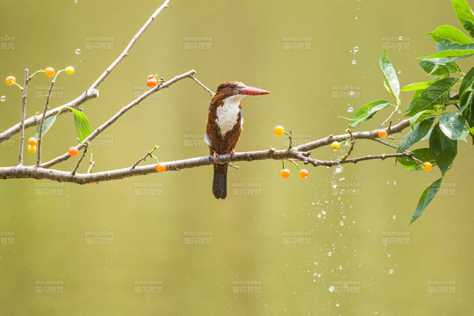 翠鸟栖息 雨后清新图片