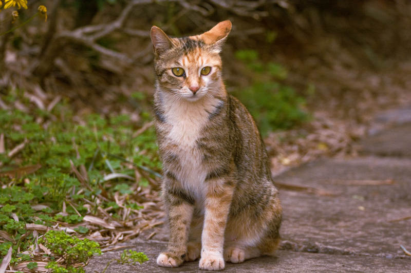 野猫静坐林间小径图片