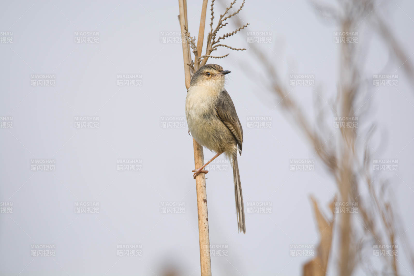 山鹪莺栖息在枯枝上图片