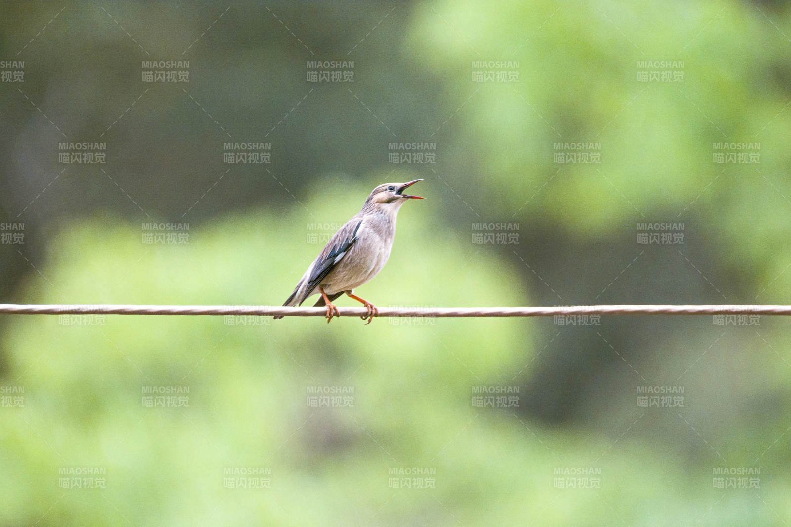 小鸟鸣唱在细线上图片