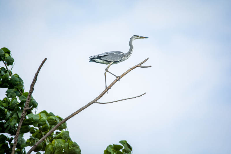 苍鹭栖息枝头图片