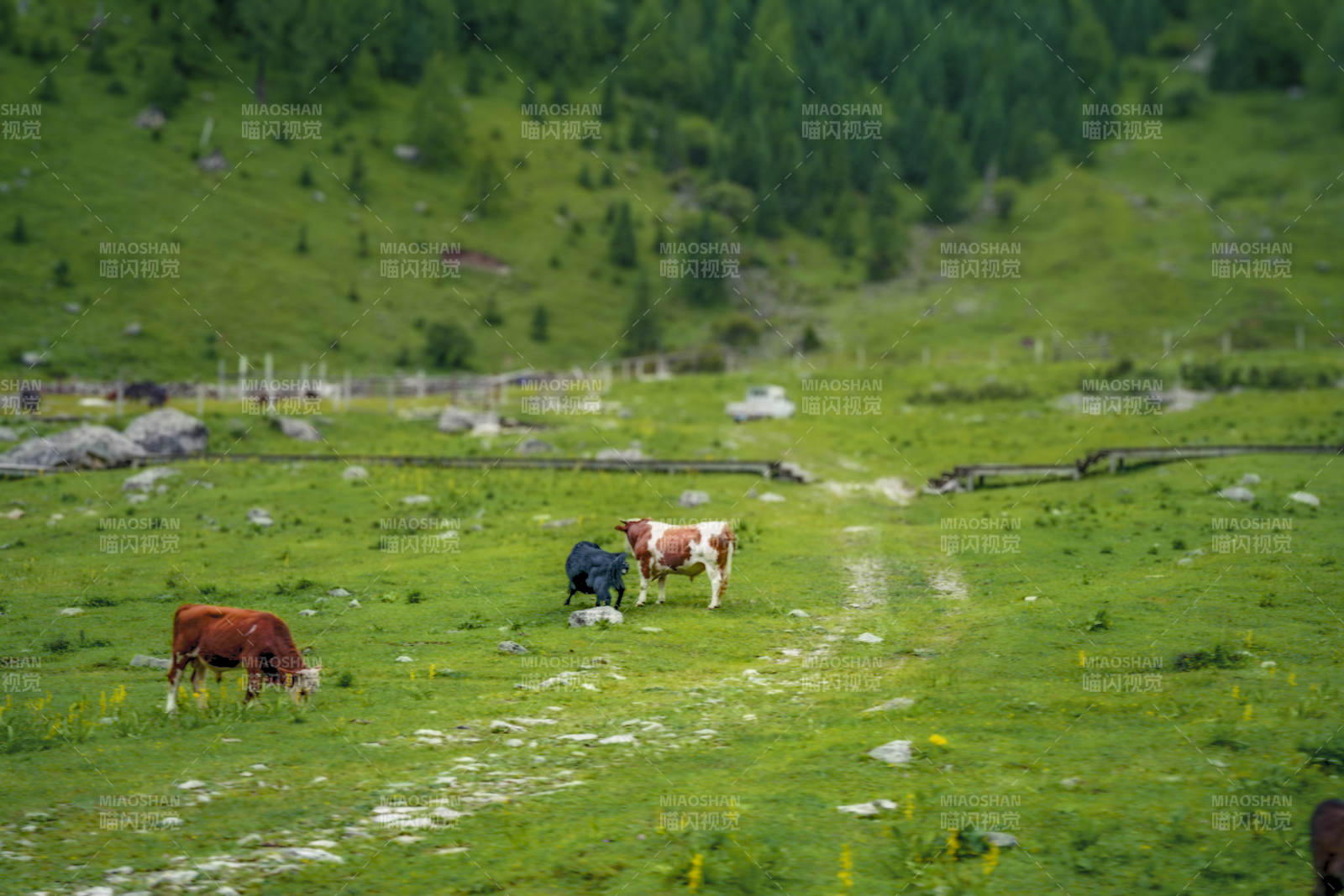 高山牧场上的牛群图片