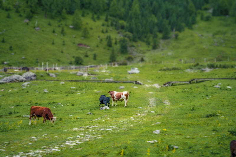高山牧场上的牛群图片