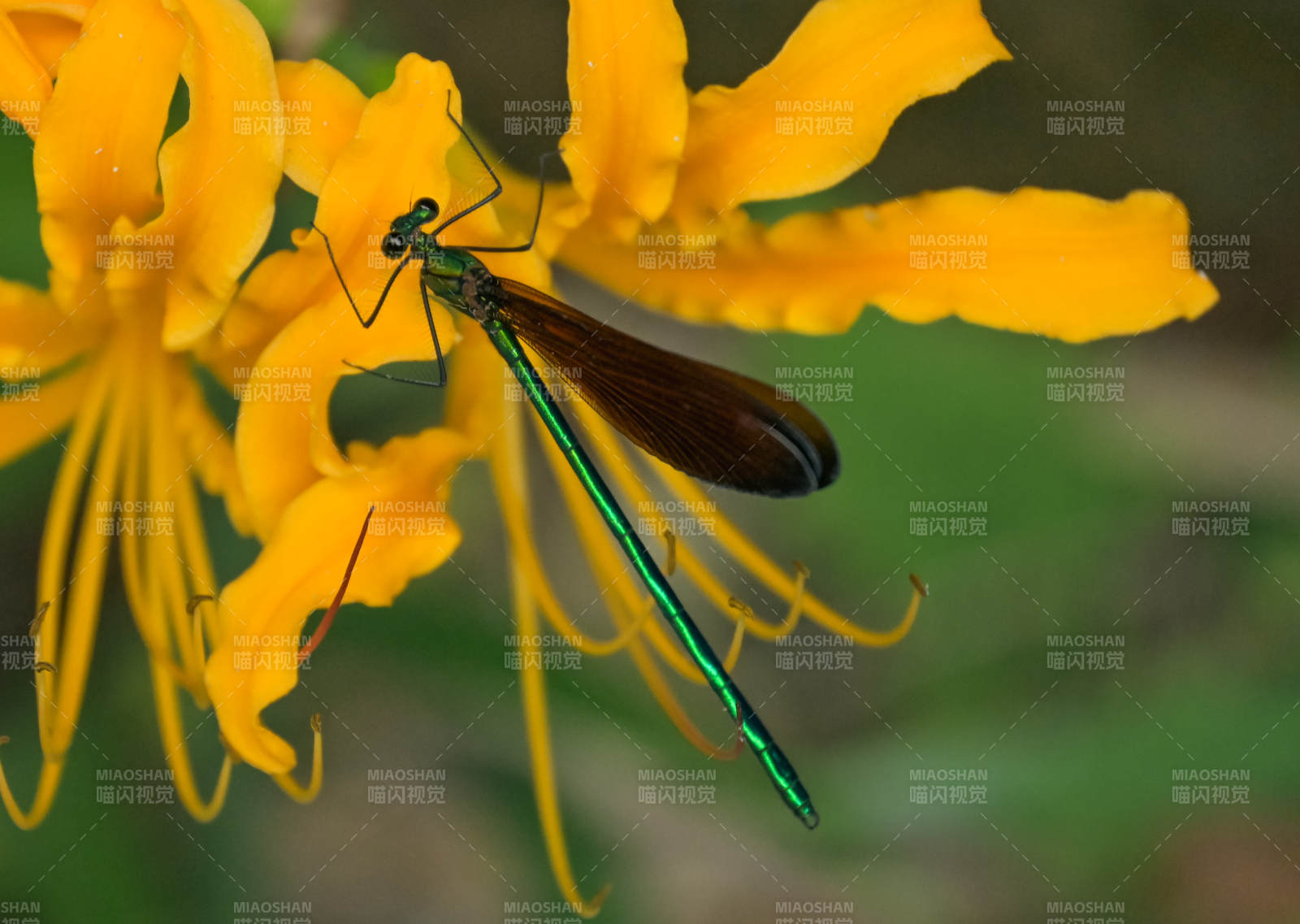 绿蜻蜓与黄花图片