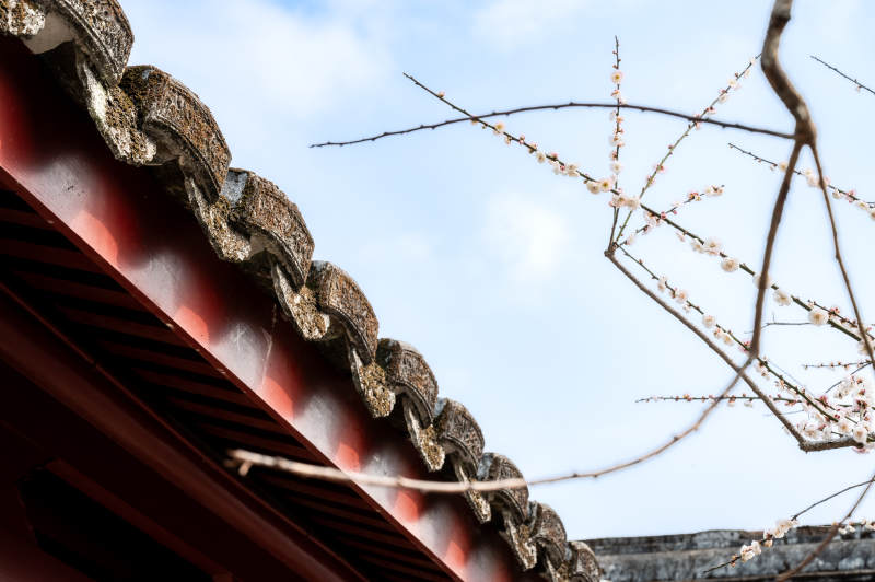 古建筑屋檐与春枝图片