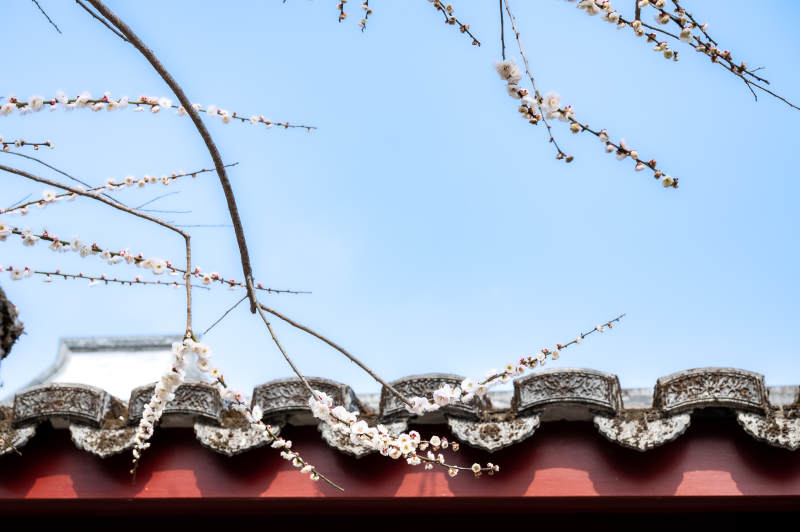 春花烂漫 古建筑屋顶图片