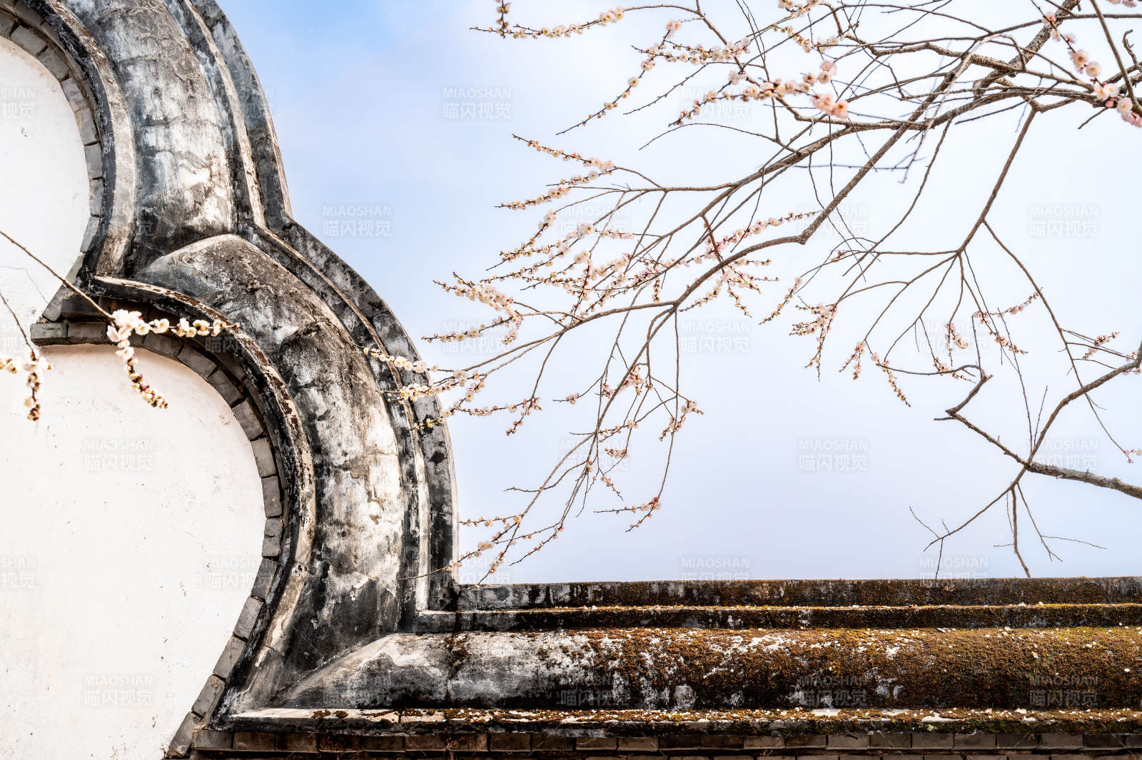 古墙新枝迎春开图片