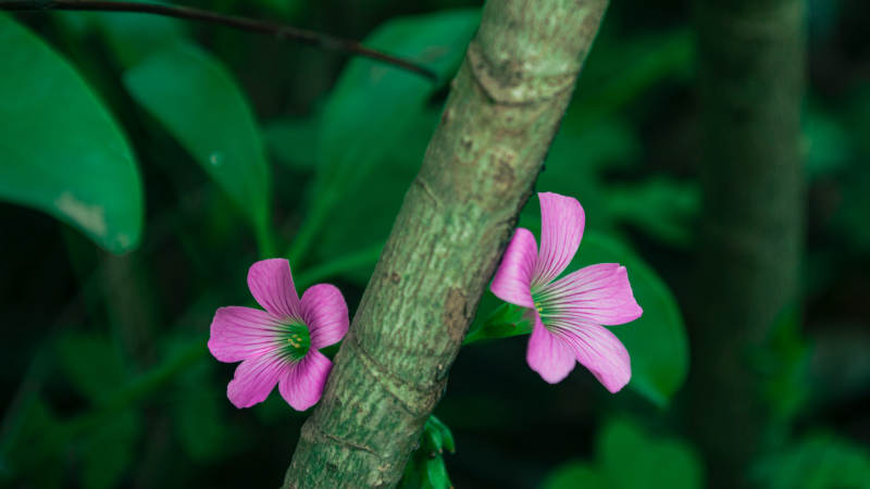 红花酢浆草缠绕树枝图片