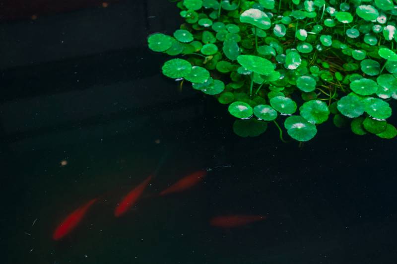 池中红鱼与绿叶图片