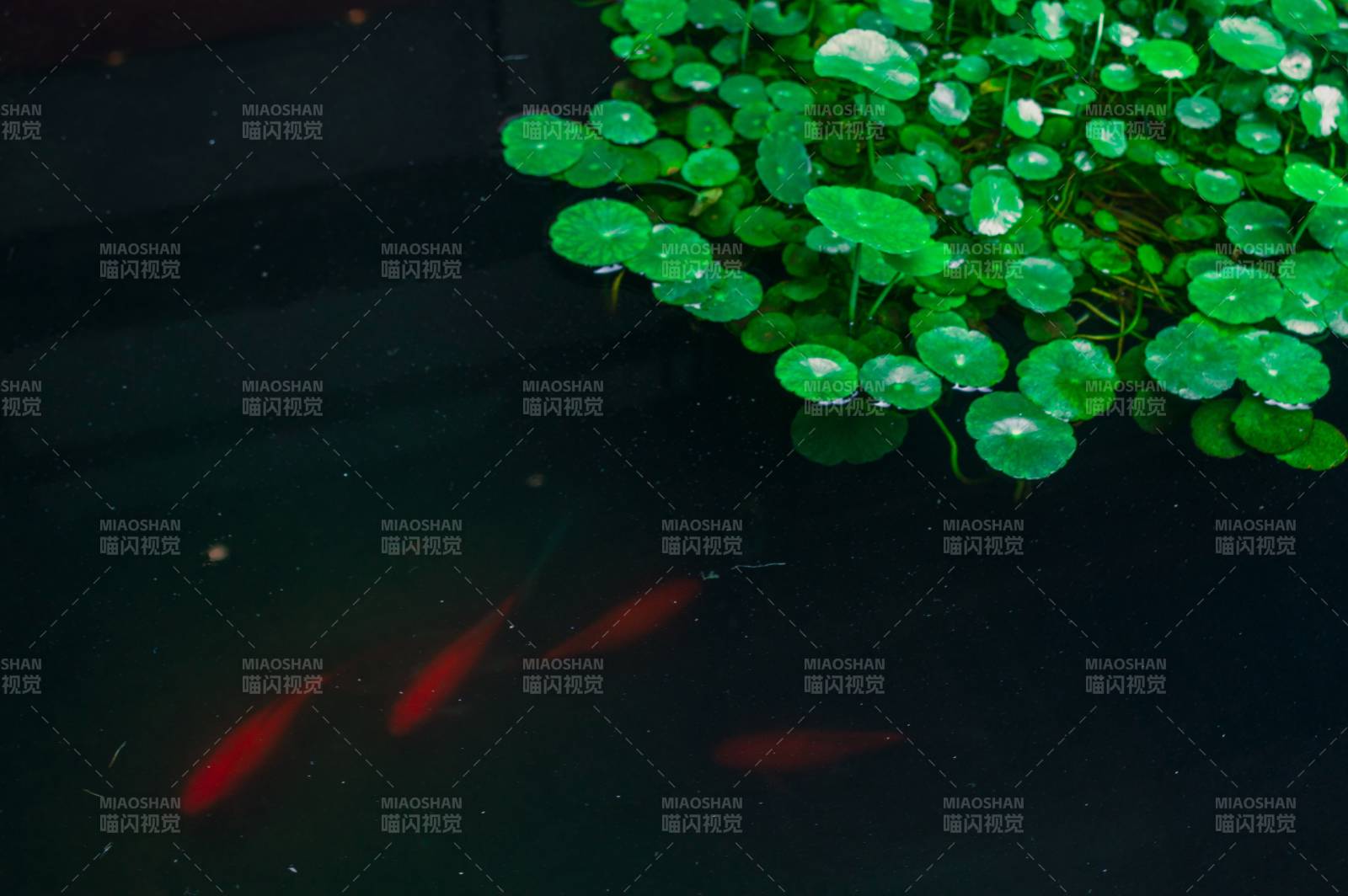 池中红鱼与绿叶图片