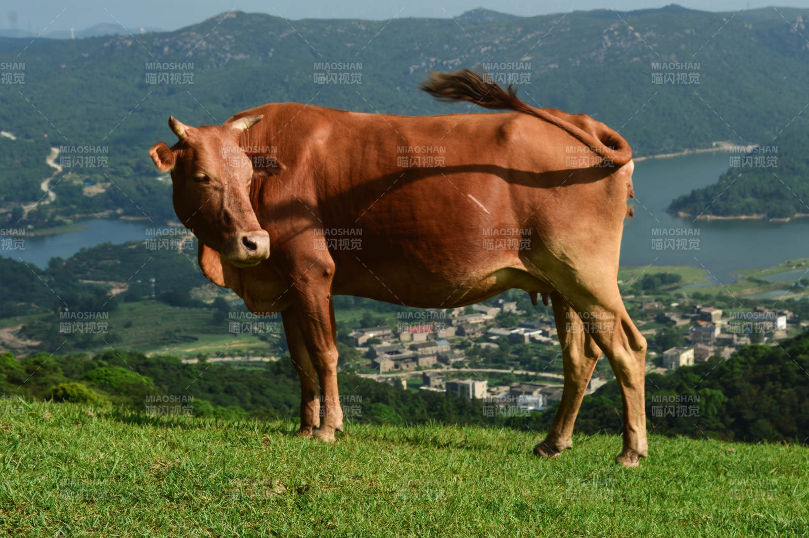 山顶上的黄牛图片