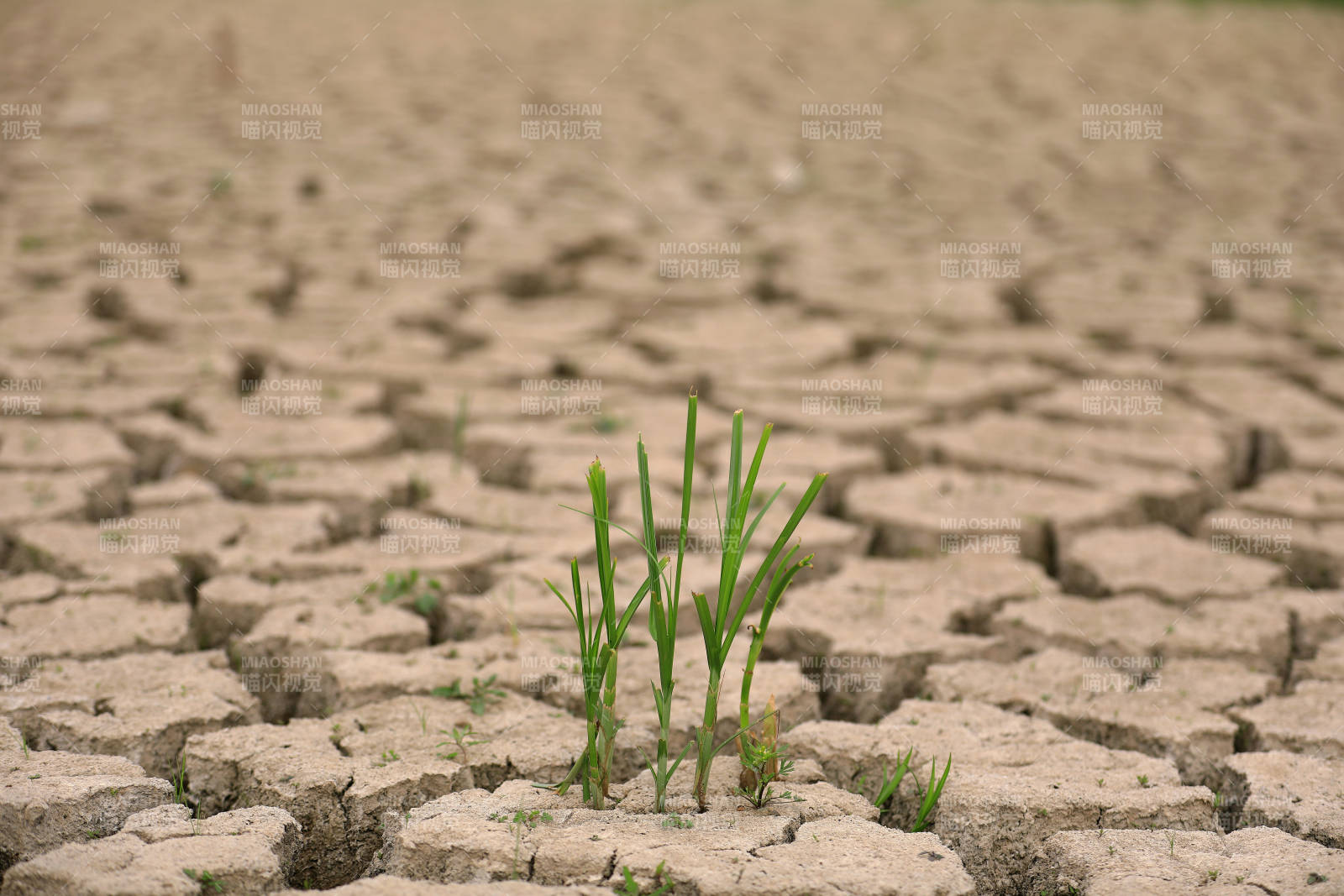 干旱土地上的新生希望图片