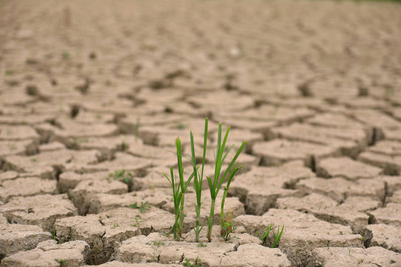 干旱土地上的新生希望图片