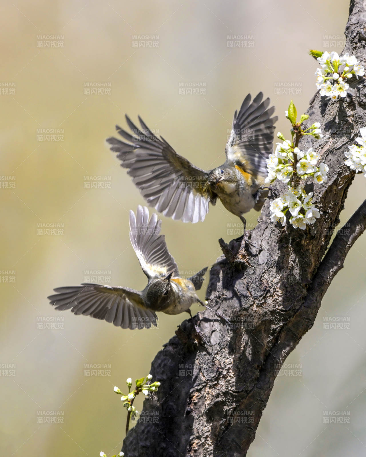 春日花间鸟儿争鸣图片
