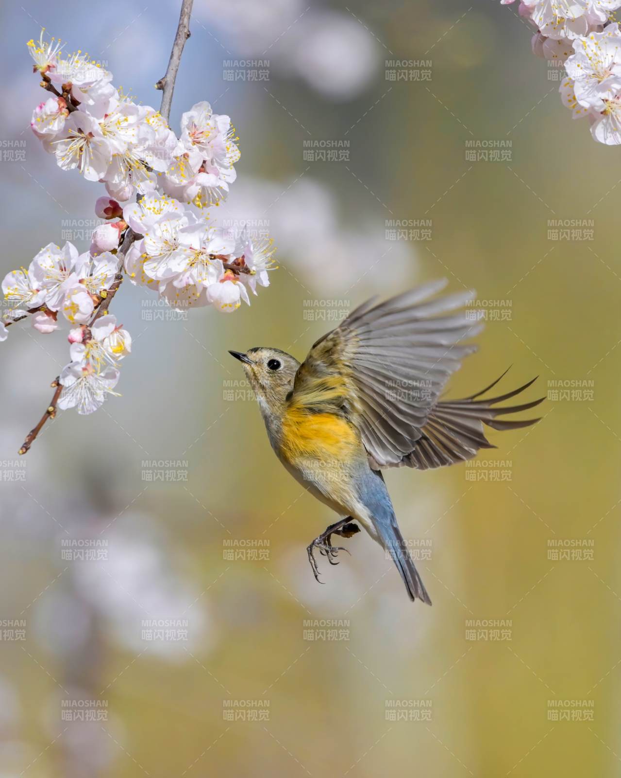 春花与飞鸟图片