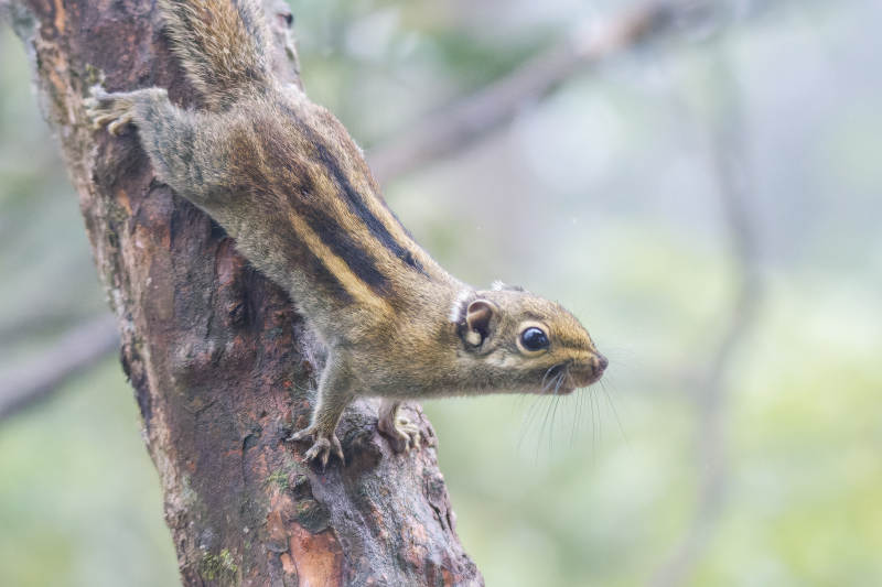 松鼠倒挂在树干上图片