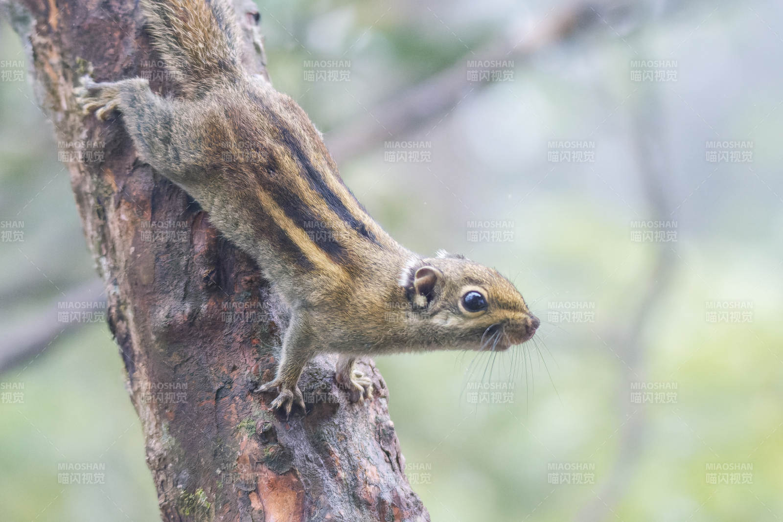 松鼠倒挂在树干上图片