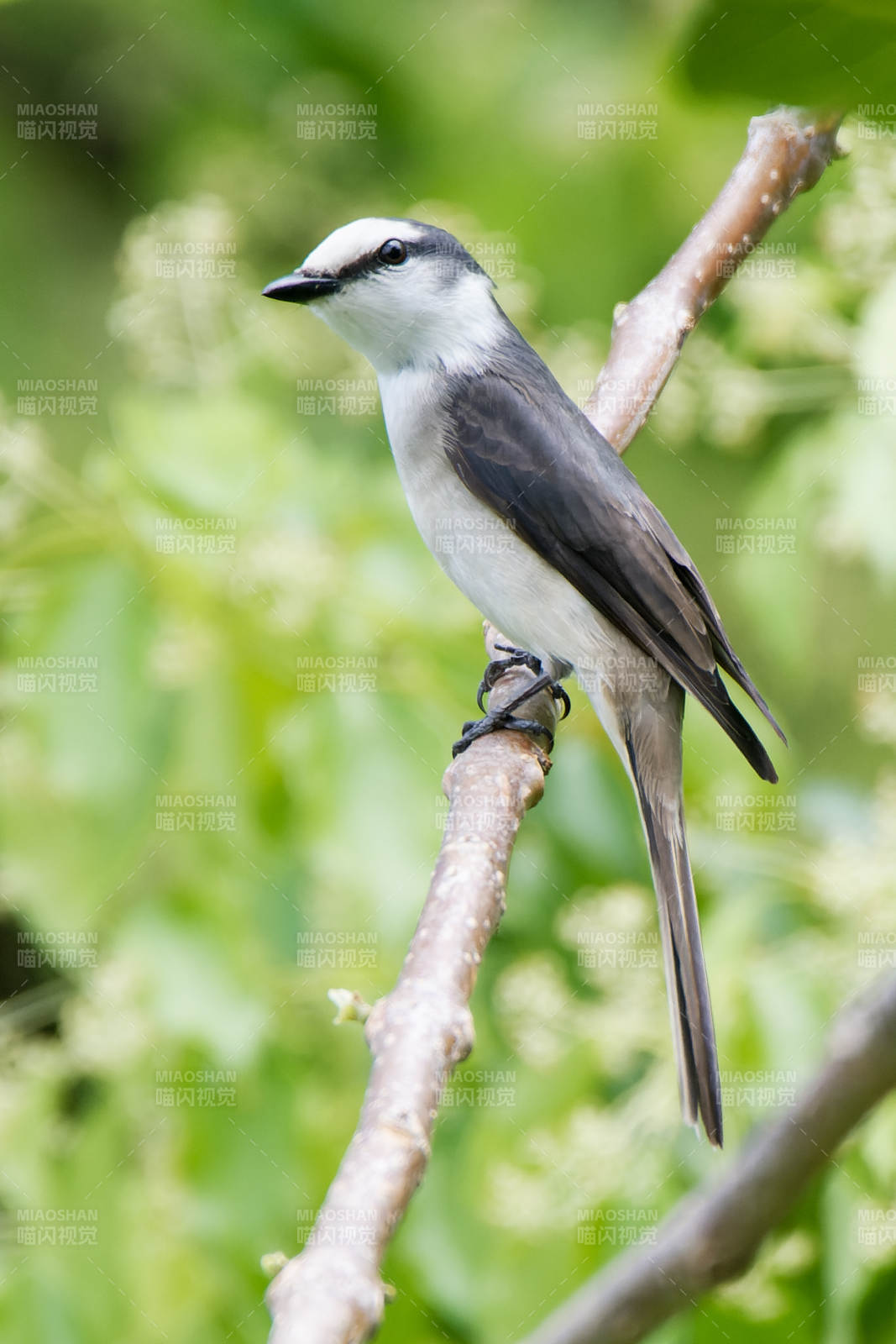 灰白小鸟栖枝头图片