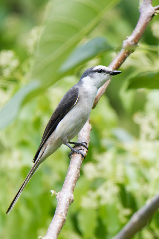 灰白小鸟栖息枝头图片