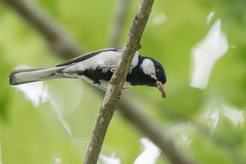 鸟儿栖息在树枝上图片
