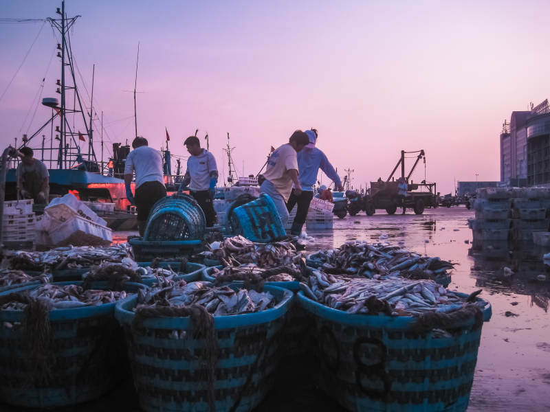 夕阳下的渔港繁忙景象图片