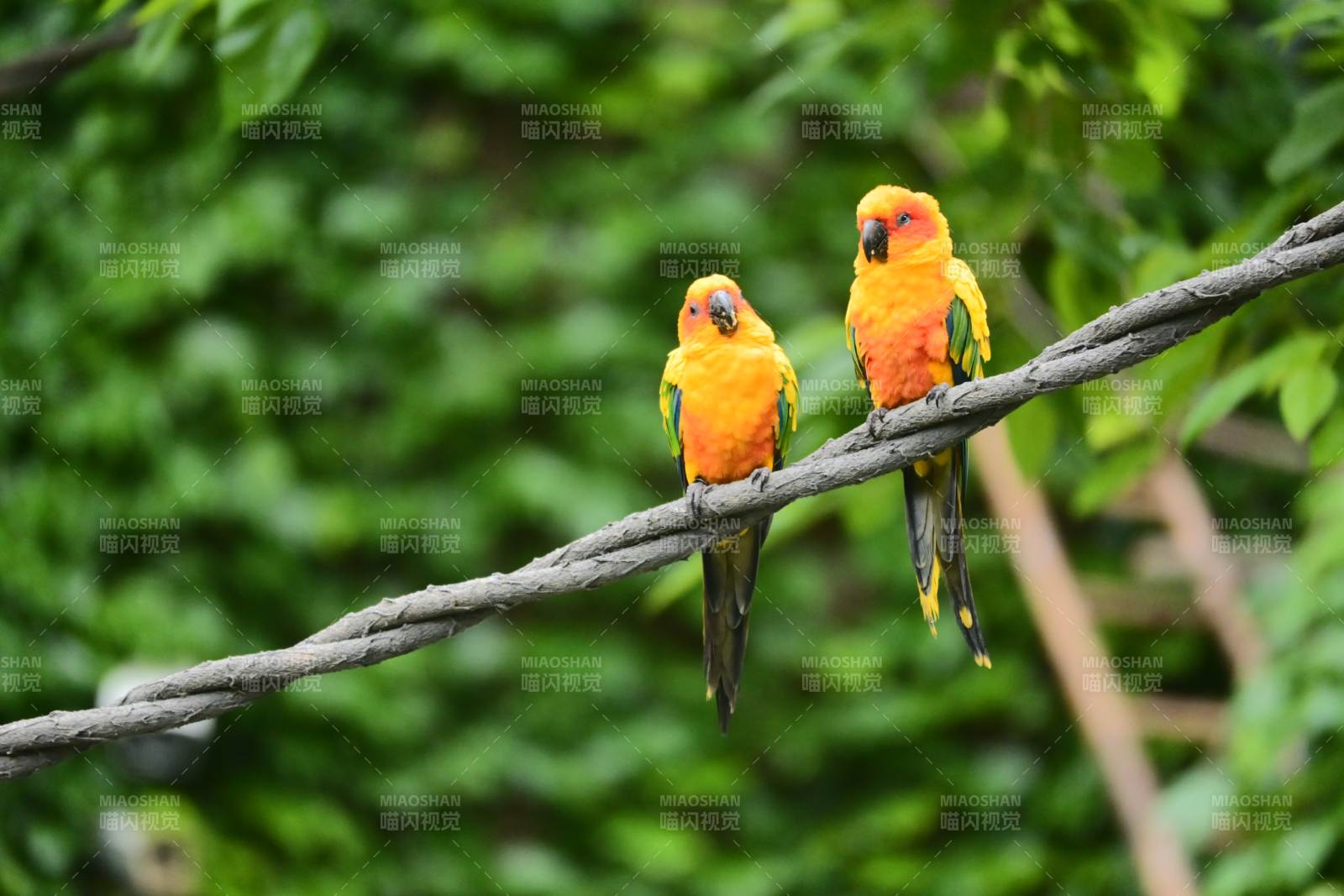 两只鹦鹉栖息在树枝上图片