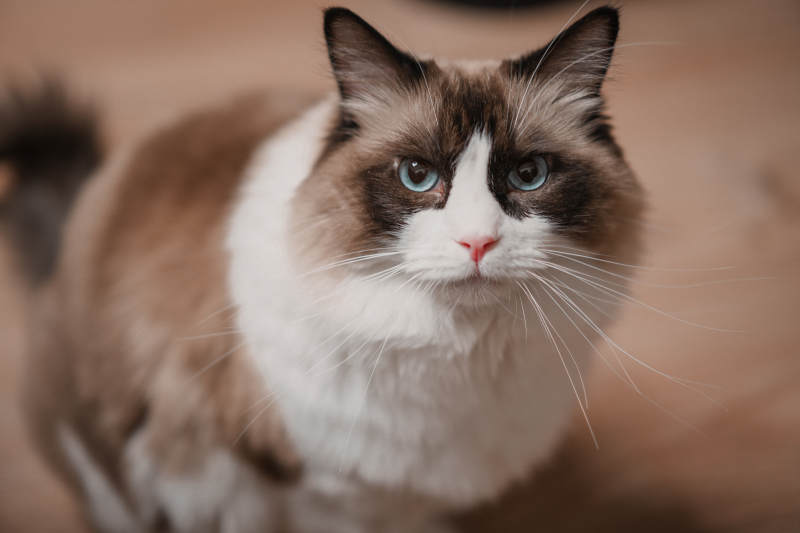 蓝眼白猫凝视图图片