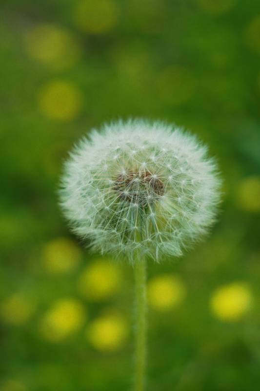蒲公英的种子图片