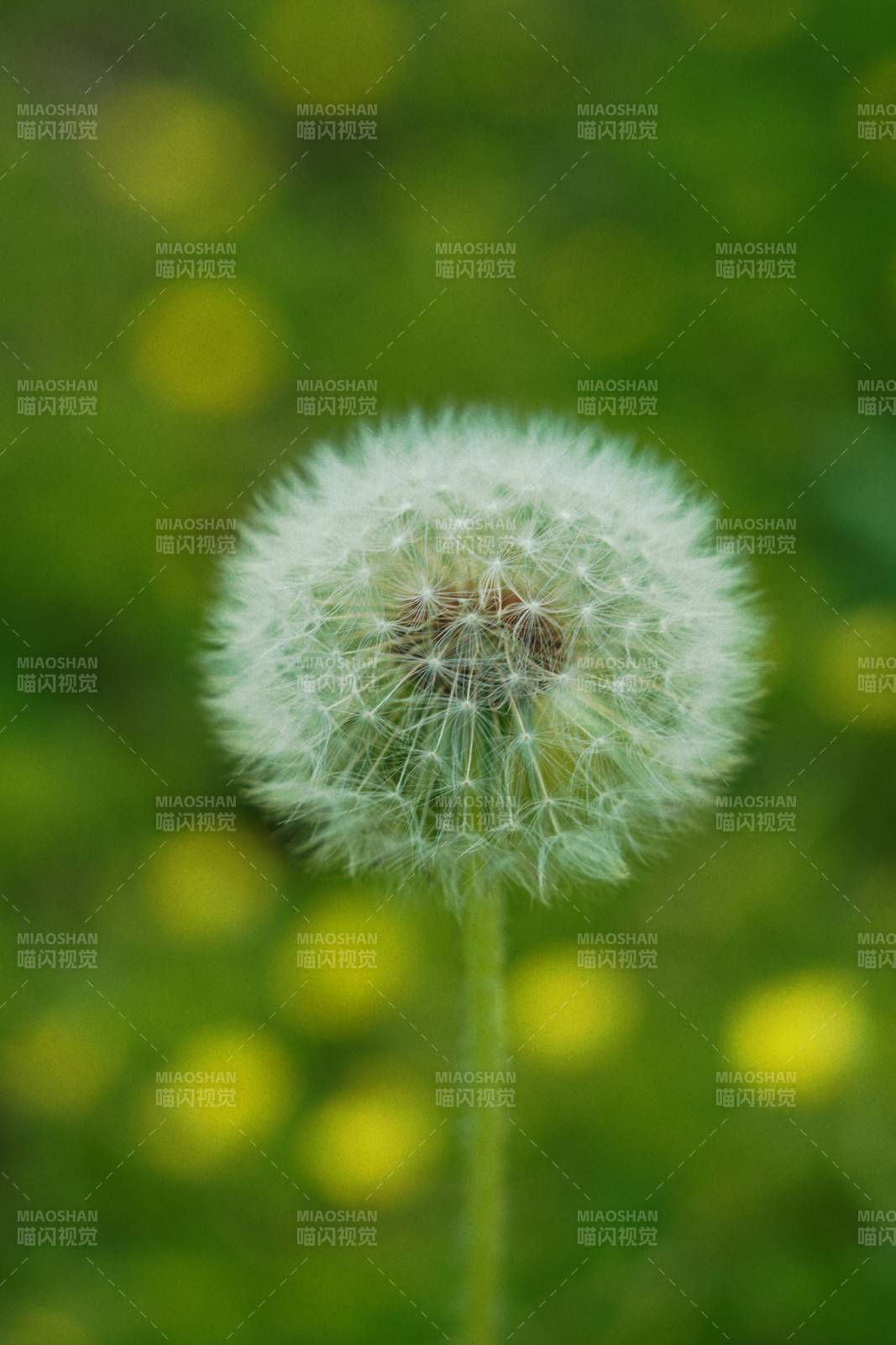 蒲公英的种子图片