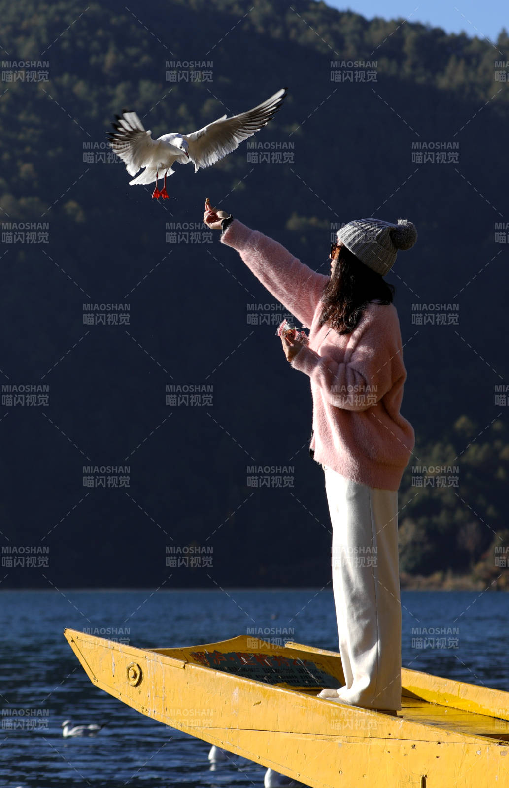 泸沽湖喂海鸥图片