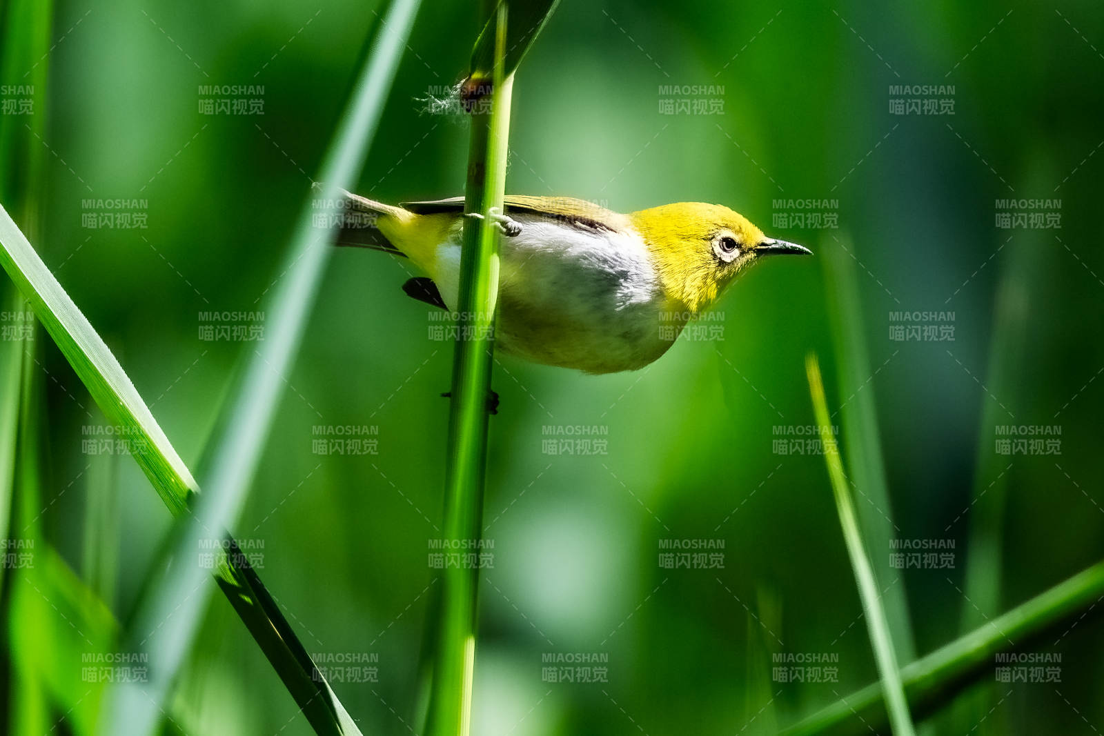 绣眼鸟栖息在绿草间图片
