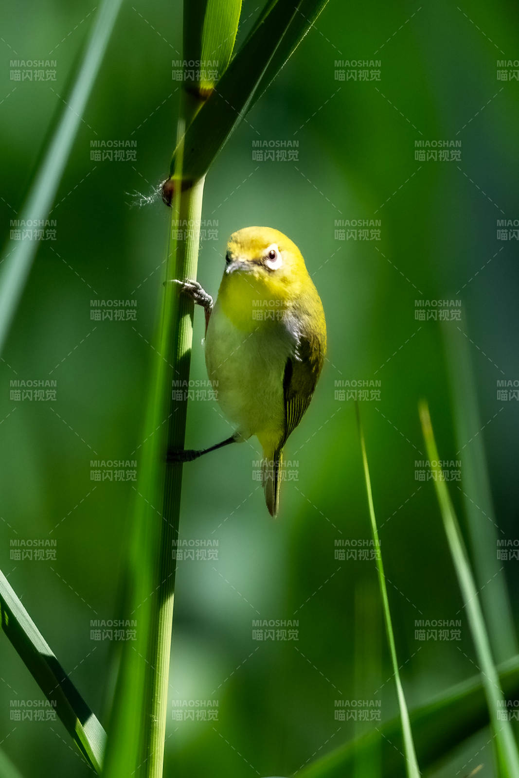 绣眼鸟栖息图片