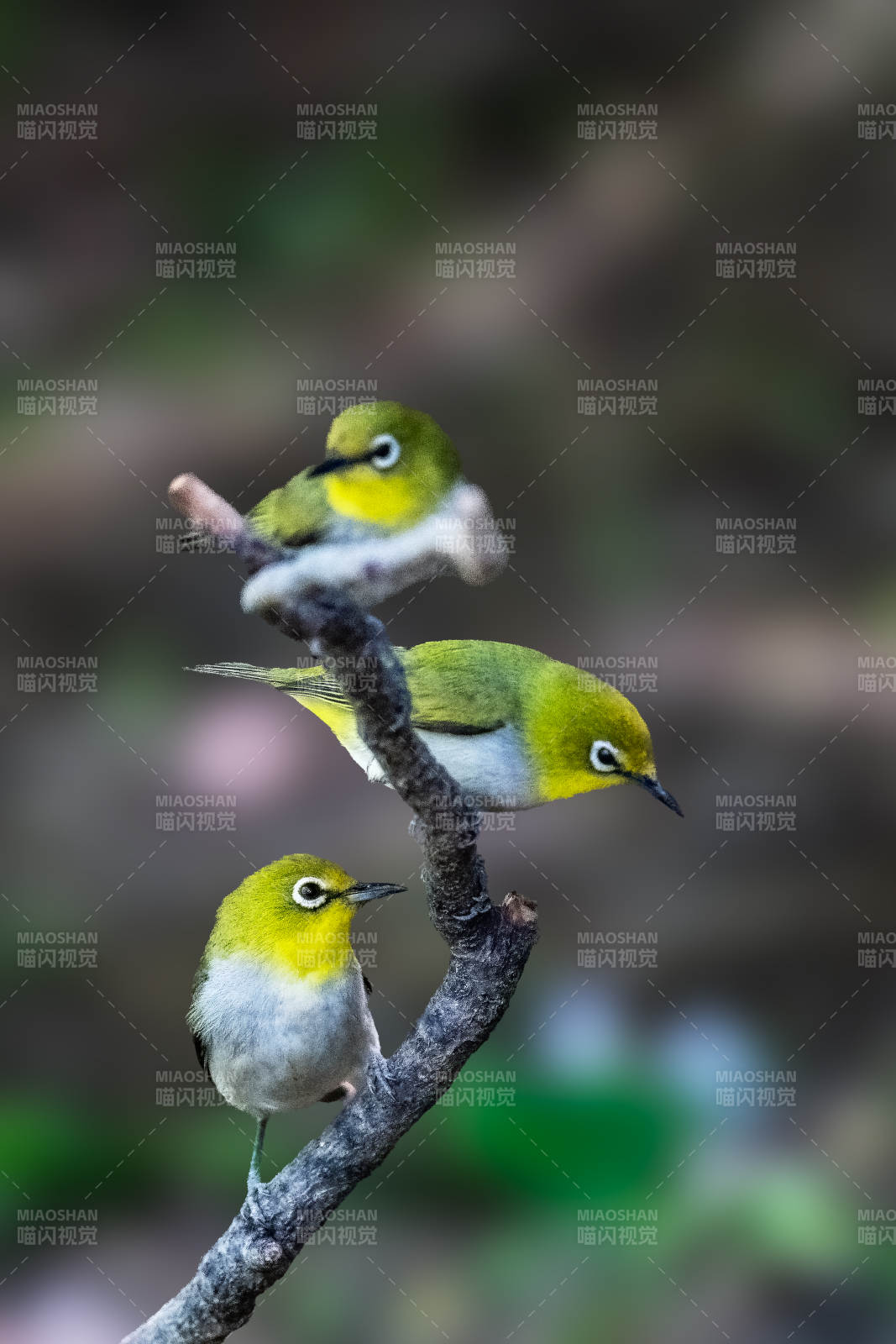 三只小鸟栖息在树枝上图片