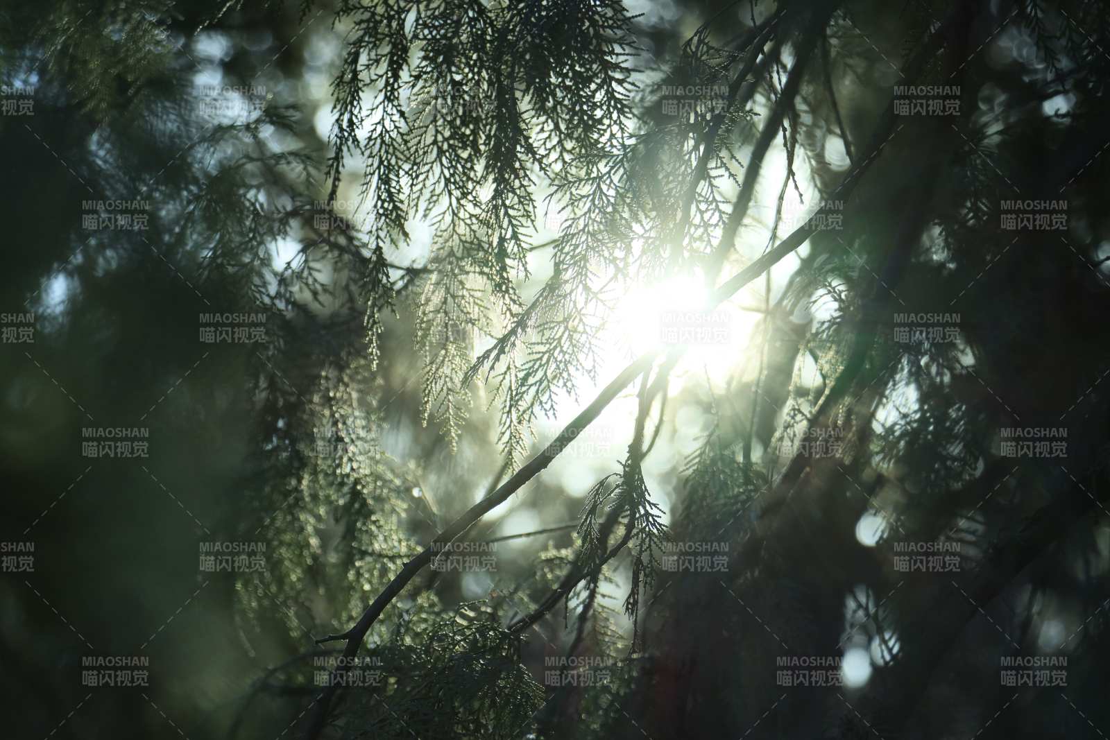 阳光穿透松针图片