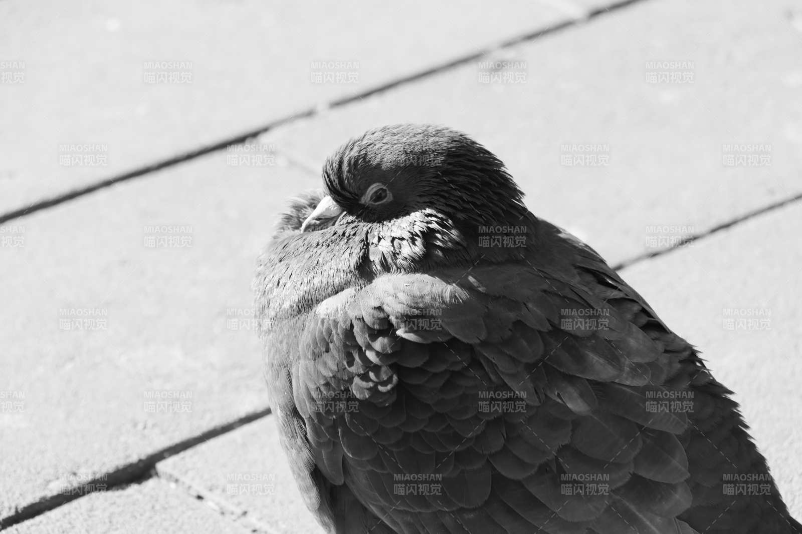 鸽子的休息时光图片