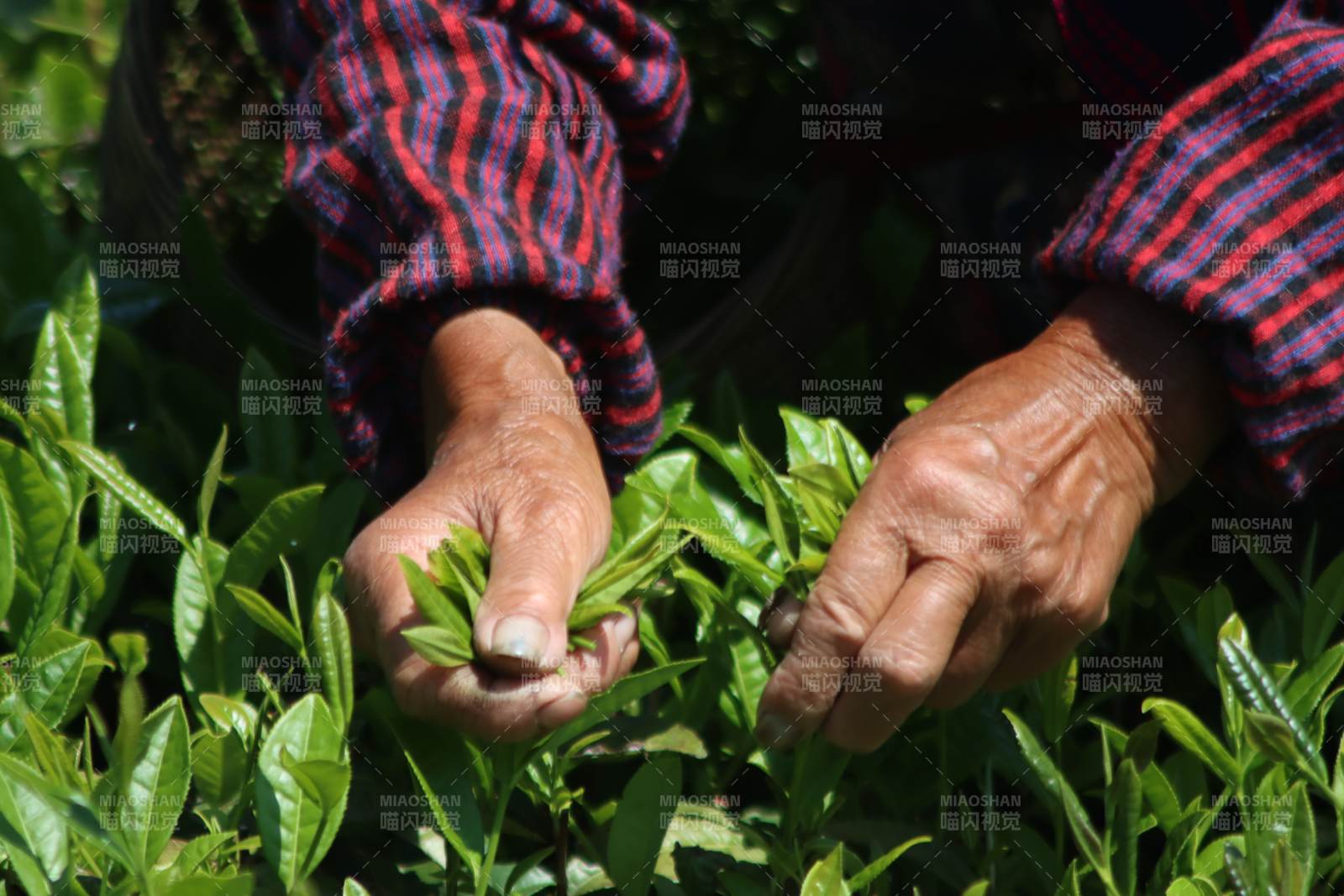 采摘茶叶的双手图片