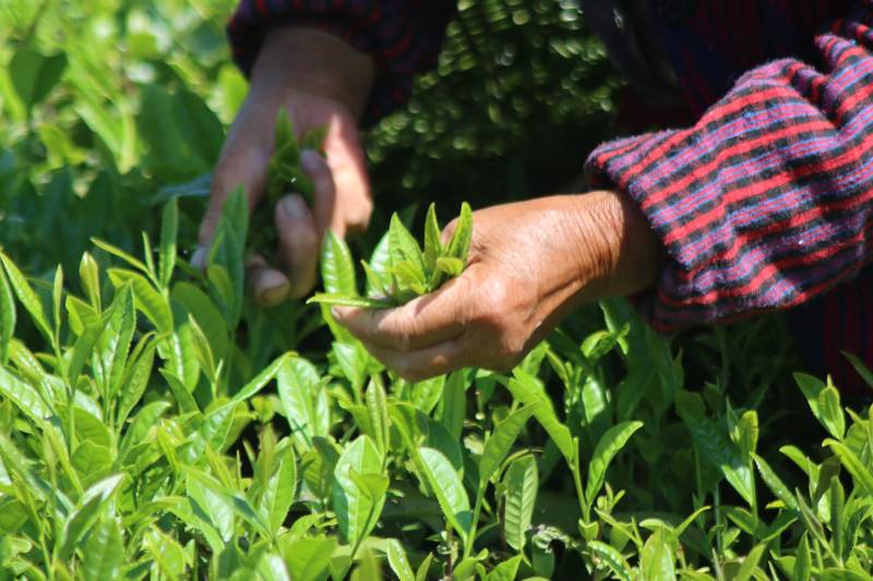 采摘茶叶的手图片