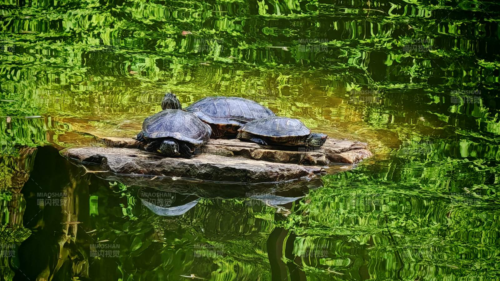湖中三龟图片