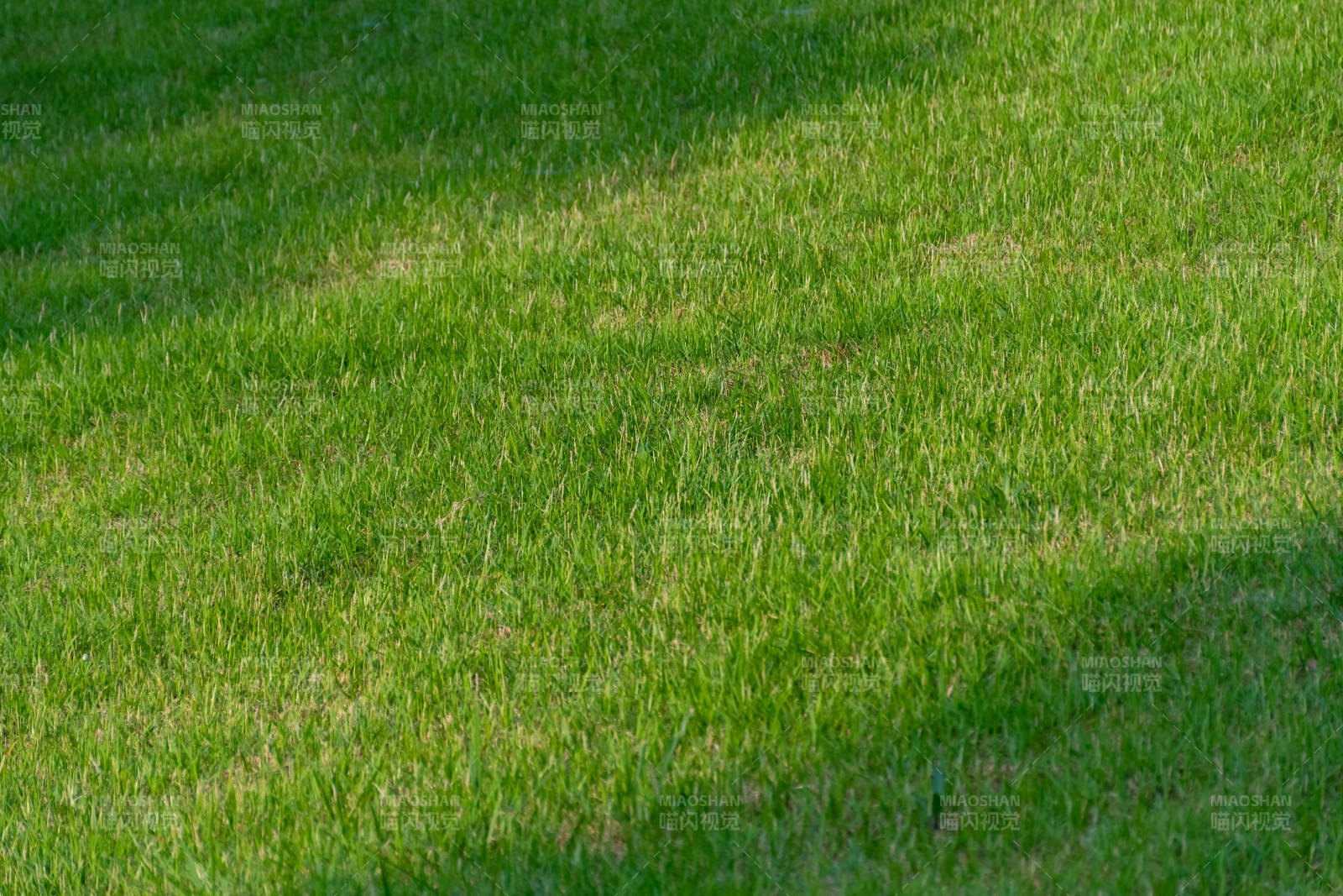 阳光下的绿色草坪图片