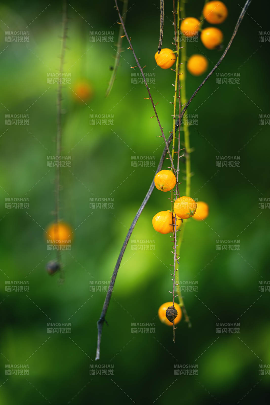 黄果垂枝 自然之美图片