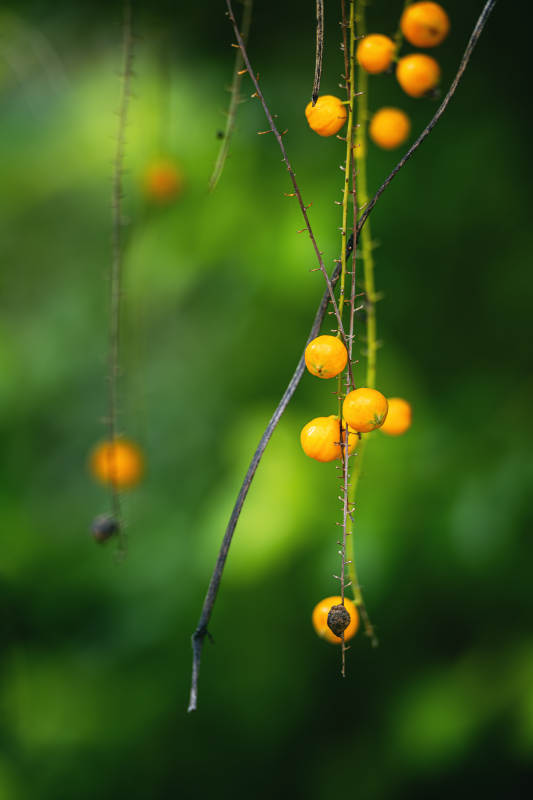 黄果垂枝 自然之美图片