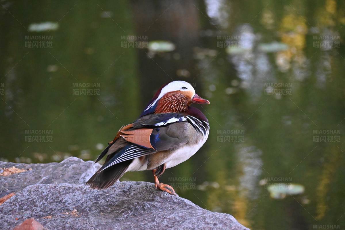 鸳鸯栖息于湖畔图片
