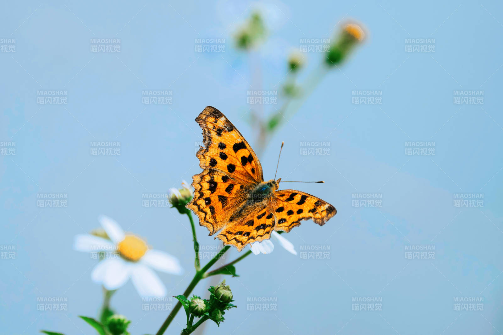 蝴蝶栖息在雏菊花上图片