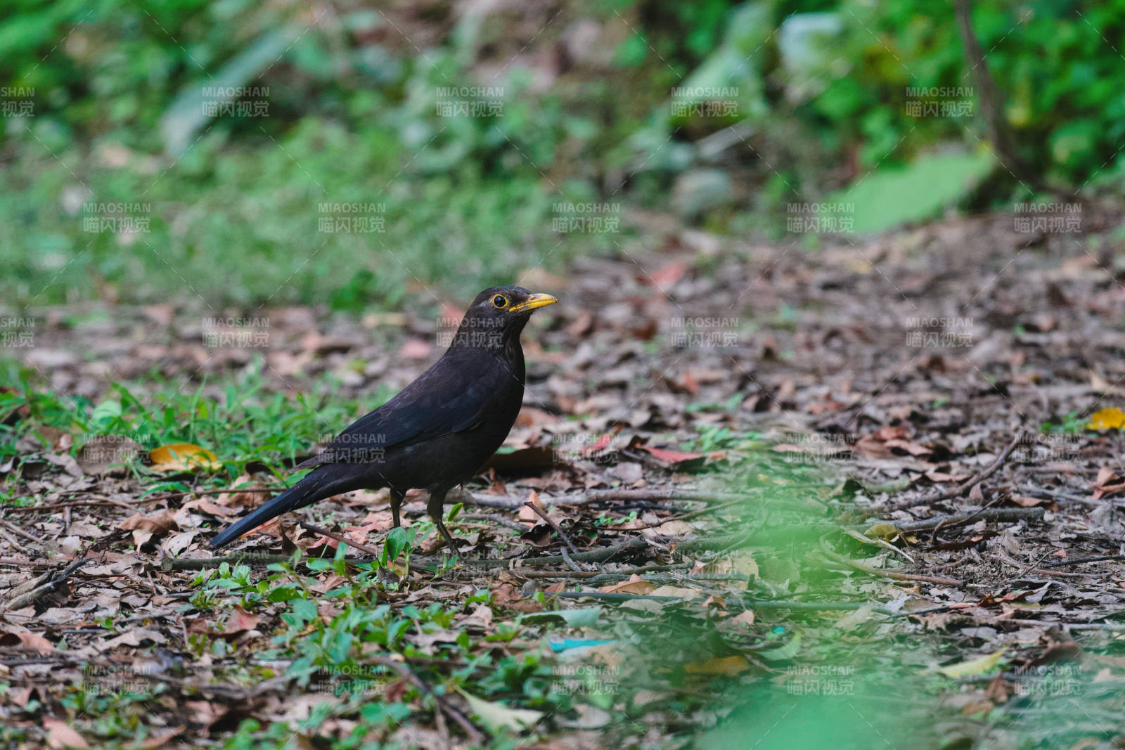 林间黑鸟觅食图图片