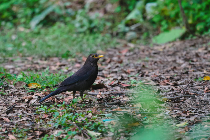 林间黑鸟觅食图图片